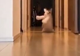 Co to za stworzenie: ludzie nie od razu zrozumieli, kto się do nich zbliża. Wideo