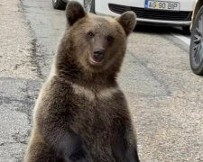 Odpocznę tutaj: niedźwiedź postanowił odpocząć tuż przy ruchliwej drodze i trafił do wideo