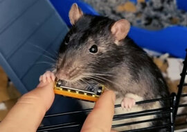 Szczur oczarowuje Internet swoim niezrównanym talentem muzycznym. Wideo
