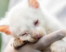 Unikalny na świecie: albinos jaguarundi