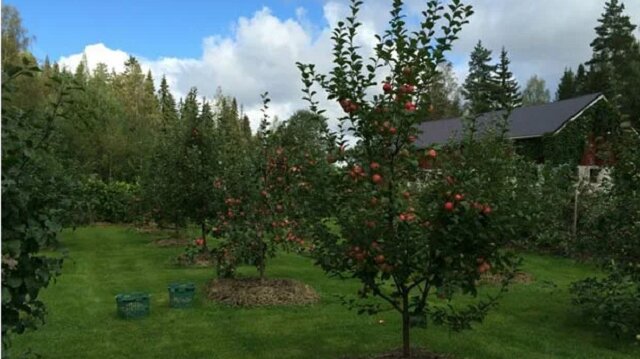 Wystarczy jeden zabieg i po 3-5 godzinach mszyce znikają z wiśni, jabłoni, a nawet z drzew śliwy