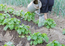 Okazuje się, że amoniak może nam pomóc otrzymać większe zbiory