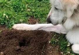 Właściciele nie mogli zrozumieć, na co ich pies czeka przy dołku w ziemi