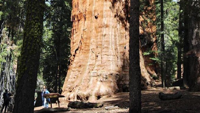Sequoia President: 3200-letnie drzewo w końcu zostało sfotografowane w całości