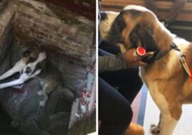 Pies rasy Bernardyn jadł wióry, aby przeżyć