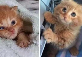 Kociak chciał zostać z rodziną, która go uratowała