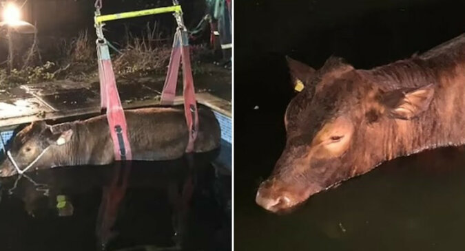 Ludzie zauważyli krowę, która wpadła do basenu
