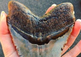 Mężczyzna znalazł na plaży dziwny przedmiot, który go przeraził