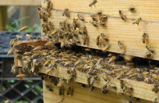 Pszczoły uznane są za najważniejsze stworzenia na Ziemi