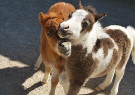 15 miniaturowych koni, które bardziej przypominają pluszowe zabawki