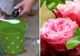 Świetny nawóz do róż. Bujne kwitnienie jest gwarantowane