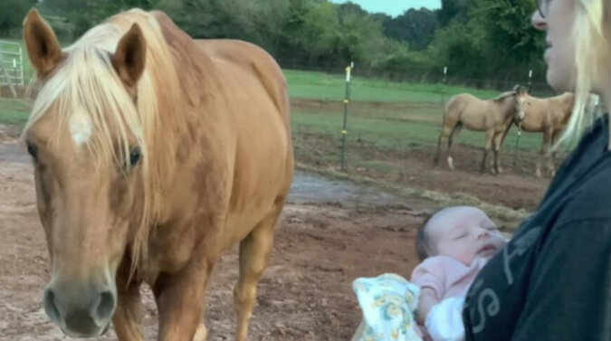 Zapoznanie konia z nowonarodzonym dzieckiem właścicieli oczarowała Internet. Wideo