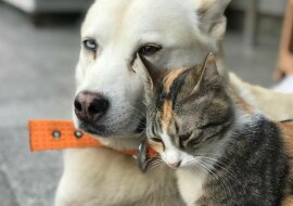 Pies zaopiekował się bezpańskim kotem, a teraz są nierozłączni