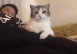 Kot z dumą patrzy na dziewczynę, której po prostu „uprowadziła” faceta - wideo