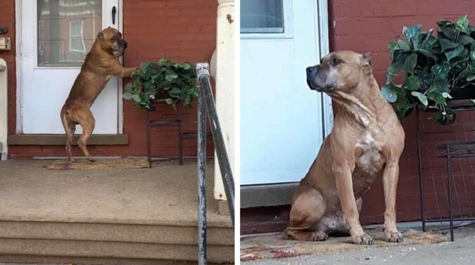 Pies czekał na werandzie przez kilka tygodni po tym, jak jego rodzina się przeprowadziła i opuściła go