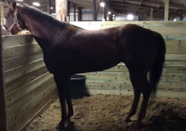 Utrzymuj rytm: koń zatańczył do wesołej muzyki nie gorszej niż człowiek. Wideo