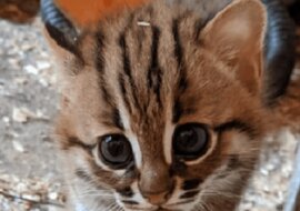 W niewoli urodziła się para najrzadszych kociąt na świecie