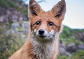 Lisek gdzieś ciągnie norweskiego fotografa. Wideo