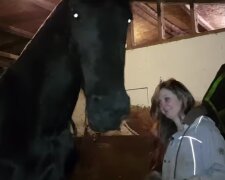 Uścisk przyjacielskiego konia wzruszył sieć. Wideo