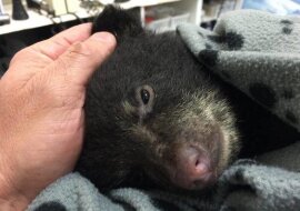 Ratując umierającego niedźwiadka, mężczyzna ryzykował zostać zabity przez niedźwiedzicę lub trafić do więzienia