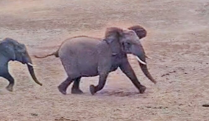Słonie uczą turystów jak zachowywać się na łonie natury: wideo