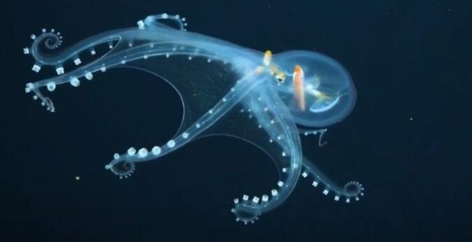 Bardzo rzadka „ośmiornica szklana” została sfilmowana na Oceanie Spokojnym: wideo