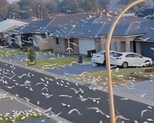 Ogromne stado papug zniewoliło przedmieścia Sydney. Filmiki stamtąd stają się popularne