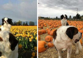 Gdziekolwiek się wybiorą, duży pies niesie małego na plecach