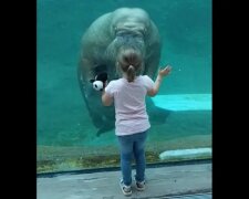 Mors pocałował małą dziewczynkę przez szkło w zoo i podbił sieć