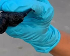 Najrzadszy dwugłowy mały żółwik został znaleziony w USA. Wideo