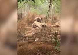 Odważne słoniątko chroni chorą matkę przed weterynarzami. Wideo