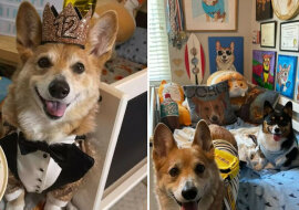 Właścicielka zrobiła pokój dla corgi, który wygląda jak muzeum