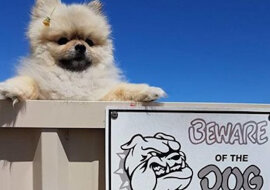 Sytuacje, gdy na widok tabliczki z napisem „Uwaga! Zły pies!" jesteś naprawdę oniemiały