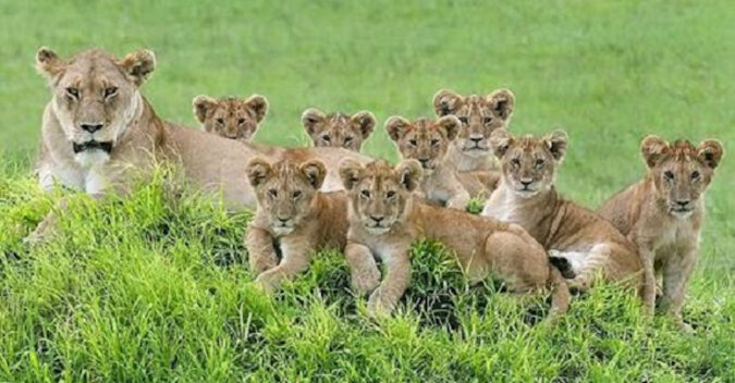 Niesamowite lwice z młodymi przyłapane przez fotografa przyrody