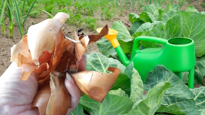 Dokarmianie warzyw łupinami cebuli. Rozwijaj się znacznie szybciej