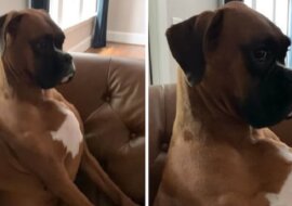 Pies starannie udaje, że wcale nie pogryzł papieru toaletowego i nie porozrzucał go po domu. Wideo