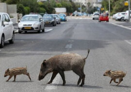 Bezczelne dziki bezceremonialnie wypędzają ludzi z miasta