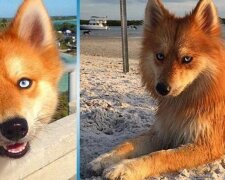 Pomsky: niezwykły lis-pies doprowadza internautów do szału