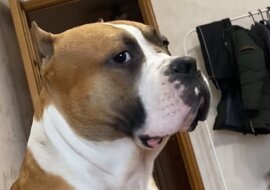 Pitbull jest bardzo rozczarowany zachowaniem kota. Wideo