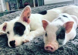 Zabawne kompilacje zwierząt, które wyglądają bardzo podobnie, ale są zupełnie inni.