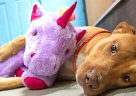 Bezdomny pies kilkakrotnie kradł pluszową zabawkę ze sklepu