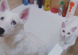 Właściciele szczeniaka chcieli zaadoptować dla niego kociaka ze schroniska, ale kotek już czekał na nich na ulicy