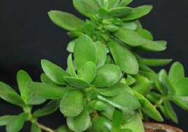 Drzewo pieniędzy. Jakie właściwości zdrowotne ma?