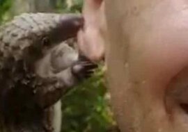 Mały pangolin uwielbia „całować” swoich zbawicieli