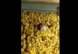 Kurczęta trollują kota. Wideo