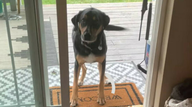 Małe zamieszanie: pies w bardzo zabawny sposób prosi właścicielkę, aby otworzyła już otwarte drzwi. Wideo