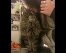 Dziewczyna postanowiła sprawdzić reakcję kota na pocałunek i była rozczarowana. Zabawne wideo