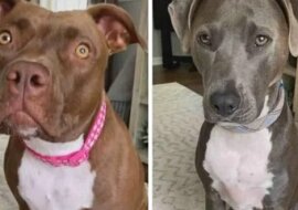 Dziewczyna opowiedziała psom bajkę. Ich reakcja jest bezcenna