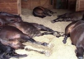 Kobieta słyszy dziwne odgłosy dochodzące ze stajni. Gdy wchodzi do środka, nie wierzy własnym oczom