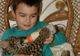 Tiago Silveira - brazylijski chłopiec mieszkając z jaguarami